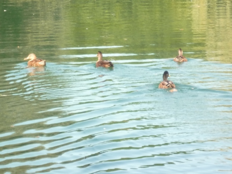 Vendu Très grande maison de famille Etangs Rivière Prairies 80 Baie de Somme 4739