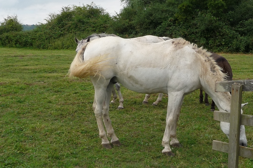 Vendu Propriété équestre ancien corps de ferme Neufchâtel en Bray 4710
