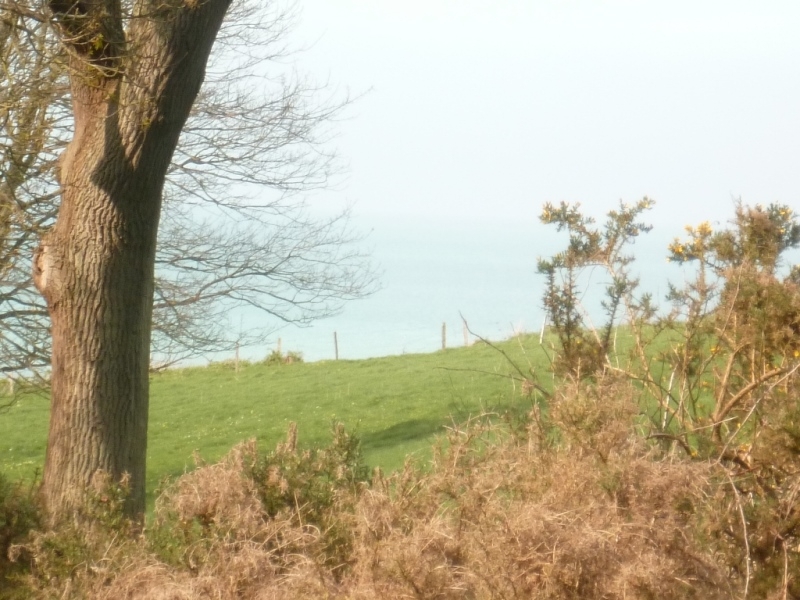Longère normande Campagne du Pays de Caux 4668
