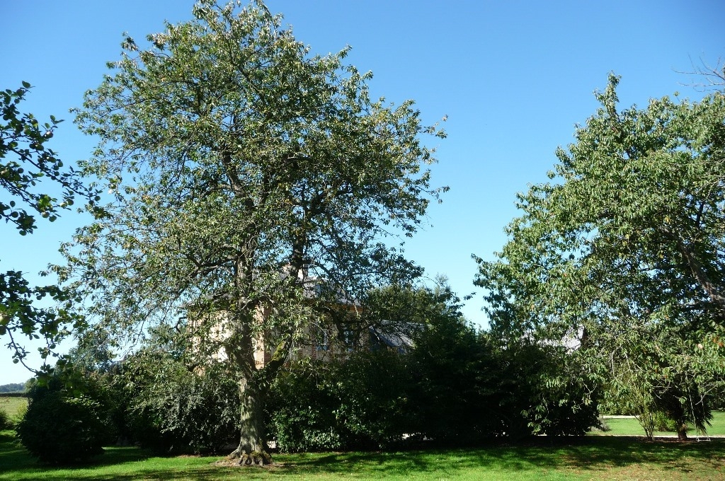 Vendu Maison de Maître dans village entre Tôtes et Rouen nord 4732